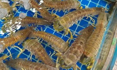 水產養殖