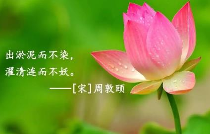有關(guān)荷花的詩句 哪些詩句描寫荷花