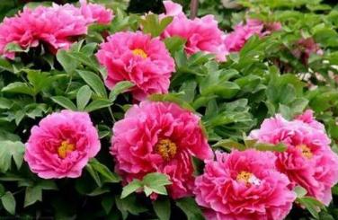 牡丹花什么季節(jié)開(kāi) 牡丹是春季開(kāi)放的花對(duì)嗎