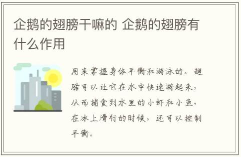 企鵝的翅膀干嘛的 企鵝的翅膀的作用是什么