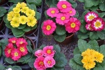 報(bào)春花種子什么時(shí)候播種 報(bào)春花什么時(shí)候播種好
