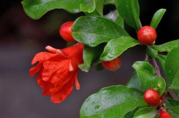 石榴花是什么季節(jié)開(kāi)的 石榴花的春季開(kāi)放嗎