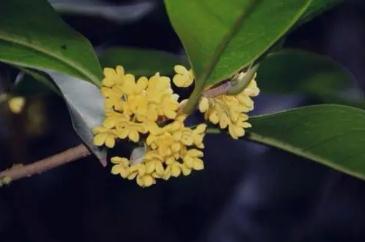 桂花是什么季節(jié)開(kāi)放 桂花具體是什么季節(jié)開(kāi)放