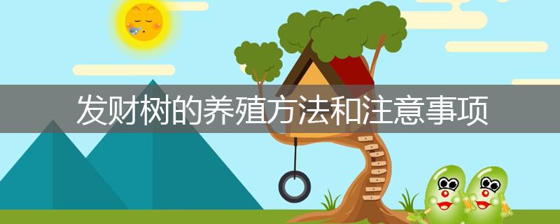 發(fā)財(cái)樹(shù)的養(yǎng)殖方法和注意事項(xiàng)