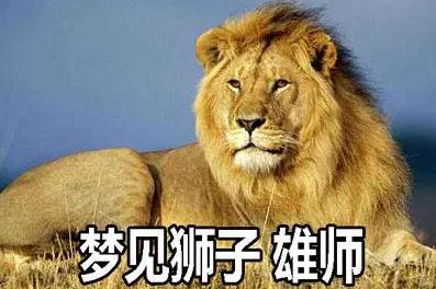 夢(mèng)見(jiàn)獅子 雄師是什么意思,好不好,預(yù)示著什么