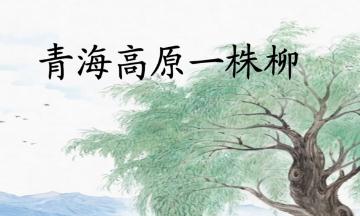 青海高原一株柳作者是誰(shuí)