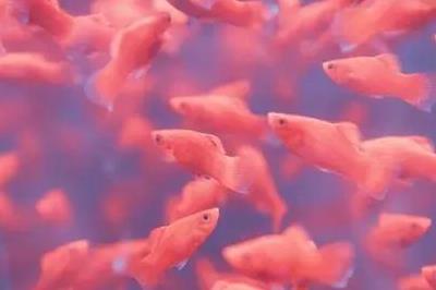 夢(mèng)見雨后到處好多魚 是什么意思