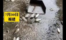 夢(mèng)見(jiàn)大雨過(guò)后到處都是魚(yú)不是夢(mèng),一段奇妙的經(jīng)歷
