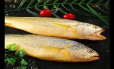 黃魚和黃花魚的區別 他們一樣的嗎？