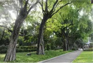 榕樹為何稱為鬼樹？養(yǎng)在家里風(fēng)水好嗎？