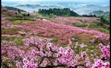 2024成都青白江龍門桃花季活動最新消息(時間、地點(diǎn)、活動內(nèi)容)