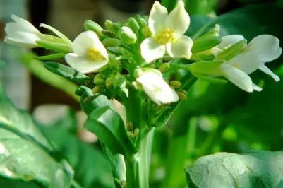 芥蘭菜開花了還能吃嗎？芥蘭開白花能吃嗎？ - www.daydaytc.com