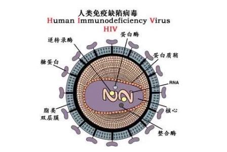 <a href=/yangsheng/ffeac6755ea02647e9a3b6a4036a50e1.html target=_blank class=infotextkey>艾滋病</a>的英文簡稱是aids那么<a href=/yangsheng/be0bf77f5ba2bce4f3ee84299f39c2d9.html target=_blank class=infotextkey><a href=/yangsheng/be0bf77f5ba2bce4f3ee84299f39c2d9.html target=_blank class=infotextkey>hiv</a></a>是什么 - www.daydaytc.com