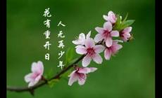 花下少年應笑我是什么意思？作者及下一句