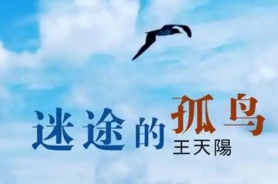 迷途的孤鳥歌詞 迷途的孤鳥歌詞完整版及表達(dá)的情感