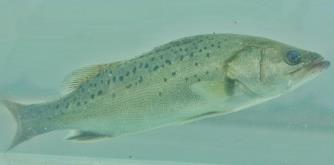白蕉鎮(zhèn)的海鱸魚多少錢一斤 白蕉海鱸魚多少錢一斤啊