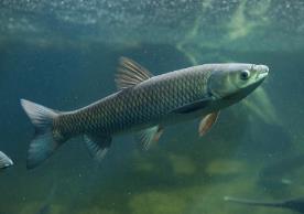 脆皖魚(yú)是海魚(yú)還是淡水魚(yú) 廣東的脆皖魚(yú)是什么魚(yú)