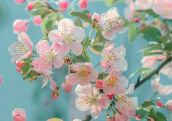 <a href=//www.daydaytc.com/shenghuo/834fb6596a0944fb628ebd88605c6fa8.html target=_blank class=infotextkey>海棠花</a>期多長時間 - <a href=//www.daydaytc.com/shenghuo/834fb6596a0944fb628ebd88605c6fa8.html target=_blank class=infotextkey>海棠花</a>(薔薇科蘋果屬植物)