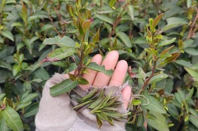 茶樹種植幾年可以采摘 茶樹種植幾年可以采摘果實