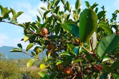 茶樹苗幾年可以采摘果實 茶樹苗幾年可以采摘果實嗎