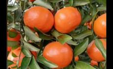 萬州紅桔是哪里的特產 萬州紅桔是哪里的特產水果