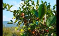 茶樹苗幾年可以采摘果實 茶樹苗幾年可以采摘果實嗎