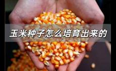 玉米種子怎么培育出來的 玉米種子是怎么培育出來的